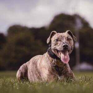 shock collar for aggressive dogs