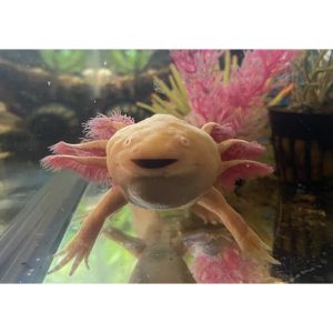 Amazing-Axolotl-Life-Cycle-Facts