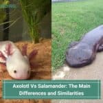 Axolotl-Vs-Salamander-The-Main-Differences-and-Similarities-template