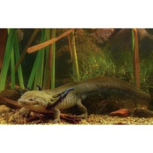 Axolotl-Vs-Salamander