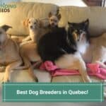 Best-Dog-Breeders-in-Quebec-template
