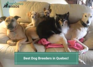 Best-Dog-Breeders-in-Quebec-template