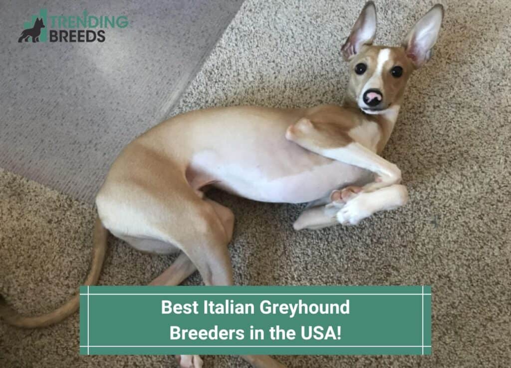 Best-Italian-Greyhound-Breeders-in-the-USA-template
