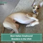 Best-Italian-Greyhound-Breeders-in-the-USA-template