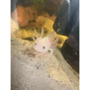 Breeding-Enigma-Axolotls