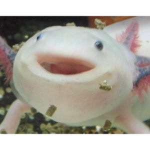 Can-Axolotls-Change-Sex