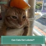 Can Cats Eat Lobster-template