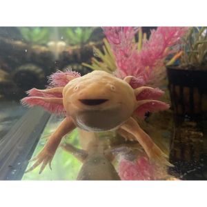 Can-You-Buy-Axolotl-Supplies-At-PetSmart