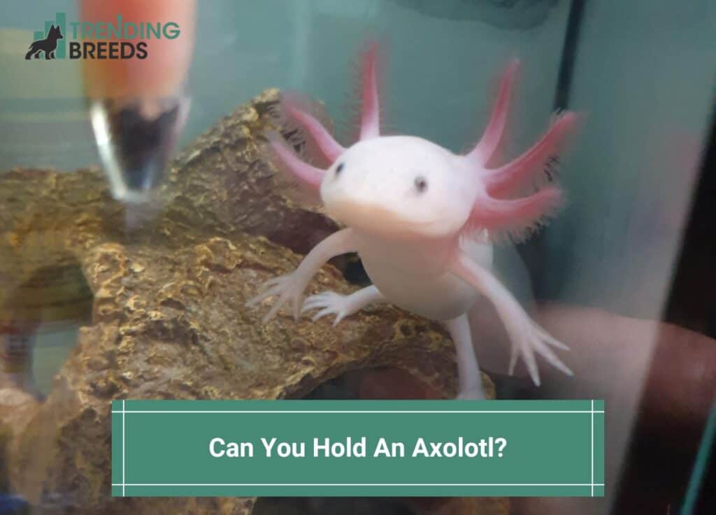 Can-You-Hold-An-Axolotl-template
