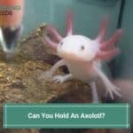 Can-You-Hold-An-Axolotl-template