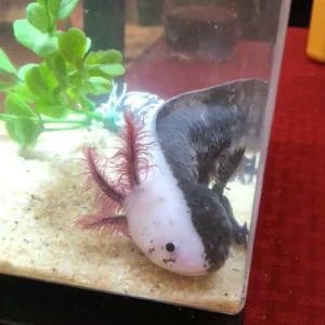 Can-You-Take-Axolotl-Out-of-the-Water