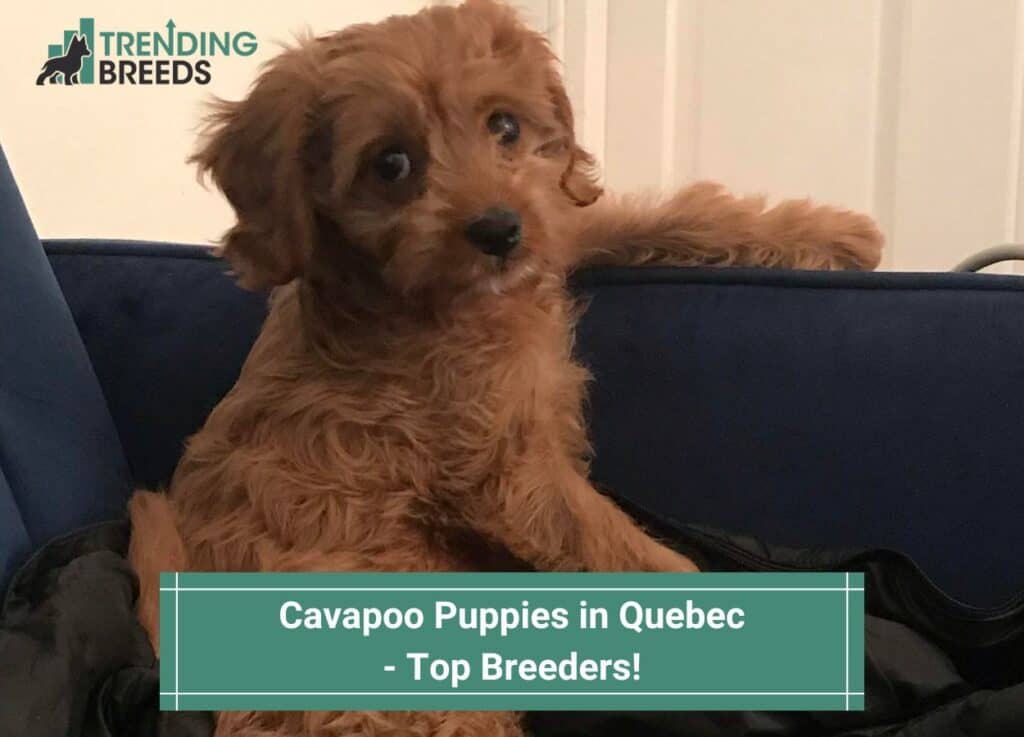 Cavapoo-Puppies-in-Quebec-Top-Breeders-template
