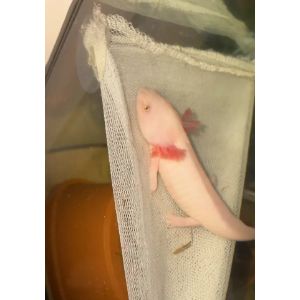 Check-Your-Axolotls-Cloaca