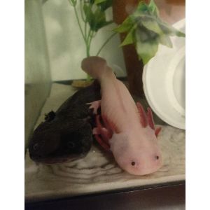 Conclusion-For-Axolotl-Life-Cycle-An-All-In-One-Guide