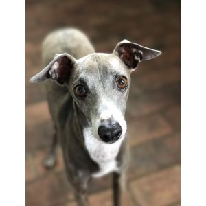 Conclusion-For-Best-Italian-Greyhound-Breeders-in-the-USA