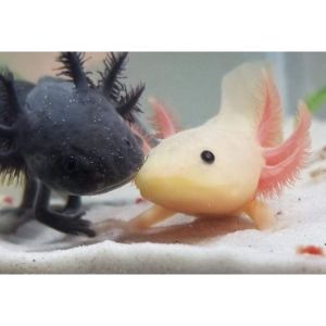 Conclusion-For-Can-You-Hold-An-Axolotl