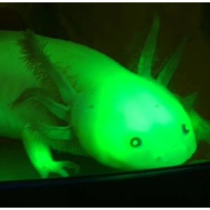 Conclusion-For-Do-Axolotls-Glow-In-The-Dark