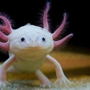 Conclusion-For-What-Do-Axolotls-Like-To-Play-With