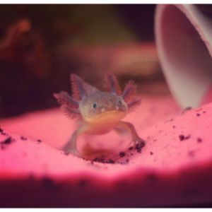 Conclusion-For-What-States-Are-Axolotls-Illegal-In