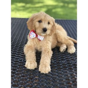 D-Shalom-Goldendoodle