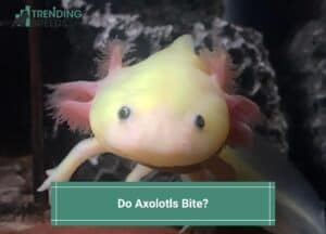 Do-Axolotls-Bite-template