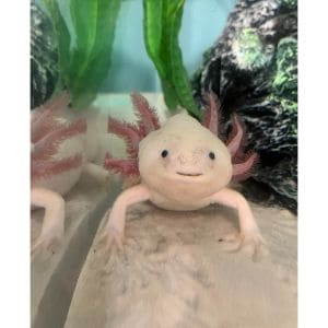 Do Axolotls Bite