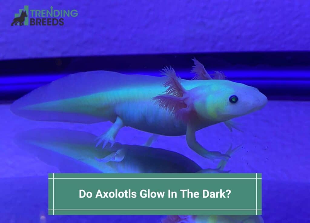 Do-Axolotls-Glow-In-The-Dark-template