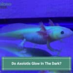 Do-Axolotls-Glow-In-The-Dark-template