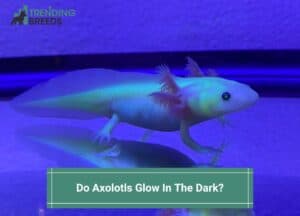 Do-Axolotls-Glow-In-The-Dark-template