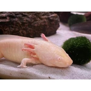 Do-Axolotls-Glow