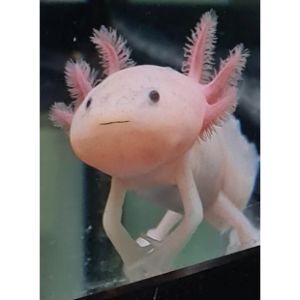 Do-Axolotls-Have-Sharp-Teeth