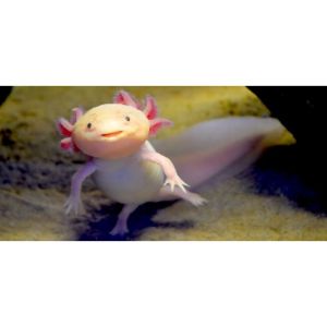 Do-Axolotls-Need-Friends-to-Play-With