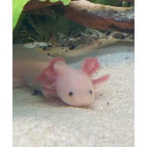 Does-Axolotl-Bite-People-Do-Axolotls-Bite-Their-Owners