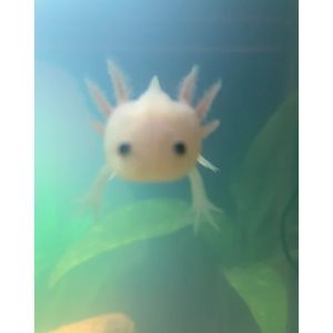 Does-It-Hurt-When-An-Axolotl-Bites