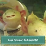 Does-Petsmart-Sell-Axolotls-template