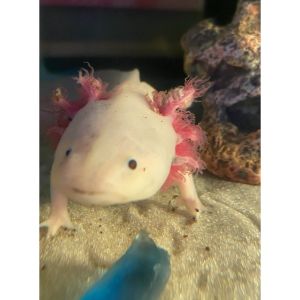 Does-Petsmart-Sell-Axolotls