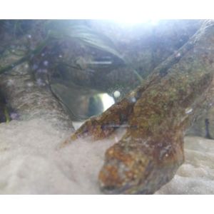 FAQs-About-Axolotl-Eggs