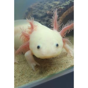 FAQs-About-Axolotl-Life-Cycle