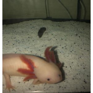 FAQs-About-Axolotl-Poop