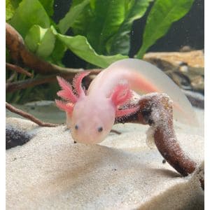 FAQs-About-Axolotl-Sex