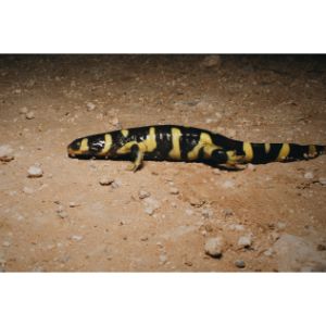 FAQs-About-Axolotl-Vs.-Salamander