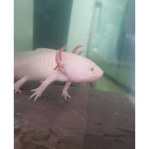FAQs-About-Axolotls