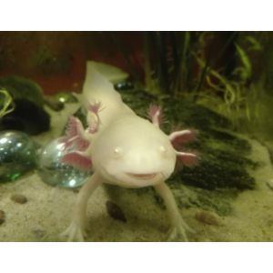 FAQs-About-Axolotls-Legal-Status