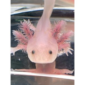 FAQs-About-Axolotls