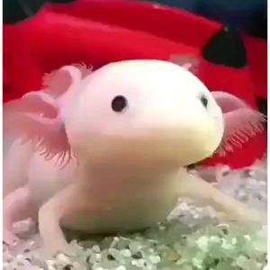 FAQs-About-Buying-Axolotl