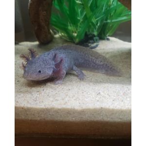 FAQs-About-Enigma-Axolotl