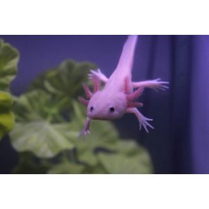 FAQs-About-Holding-Axolotls
