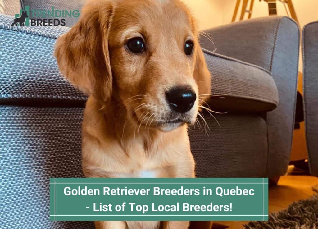 Golden-Retriever-Breeders-in-Quebec-List-of-Top-Local-Breeders-template