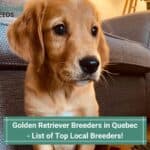 Golden Retriever Breeders in Quebec - 2024 Top 10 Local Breeders!