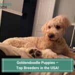 Goldendoodle-Puppies-–-Top-Breeders-in-the-USA-template